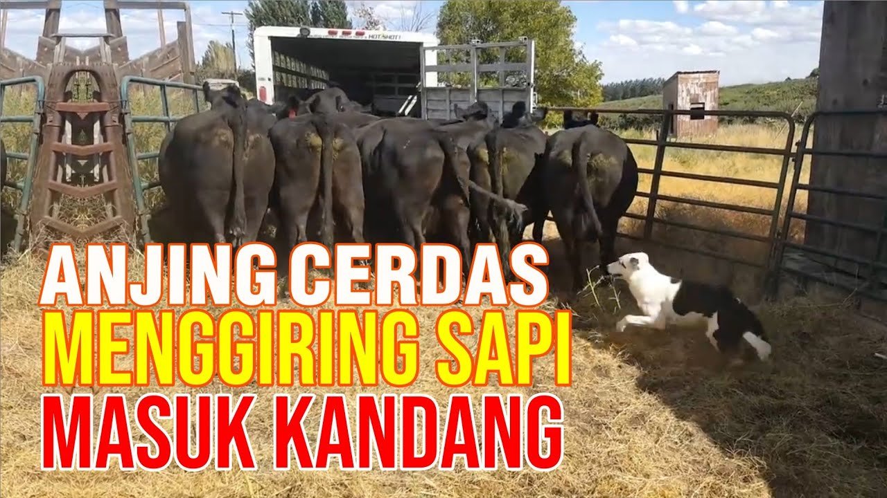 Anjing Terlatih Berhasil Menaikkan Sapi Keatas Truk Dengan Mudah.jpg